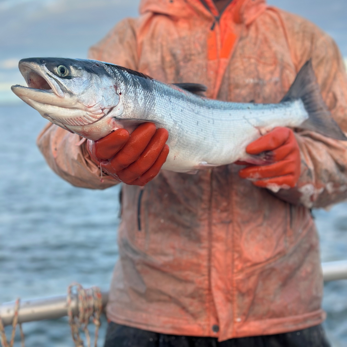 Person holding a large fish by the water